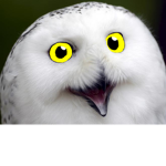 Mathew owls