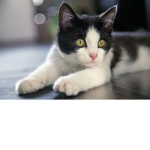 Kitty's Roleplay!