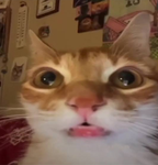 ROBLOX KITTY FANS