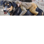 The world of kings (doge and monek)