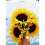 ||Sunflowers||