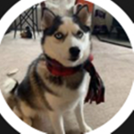 Callie the Dog