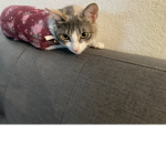 Cat noob group