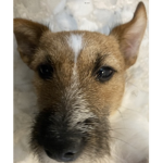 LucaJackRussell Gang