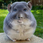 rοni