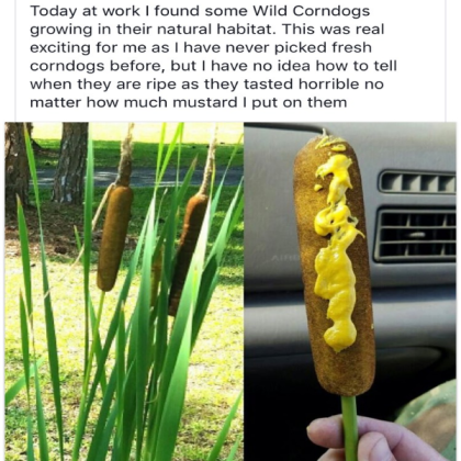 The Elusive Corn Dog Plant Roblox decal