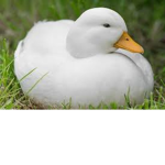 The cool duckies squad
