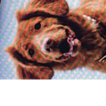 Lucy12345678910