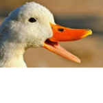 Ducks Unite!