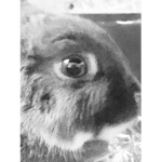 Rabbits boi