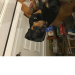 I. Like. Dogs