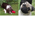 Springador and Pug lovers!