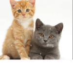 Cats only crew