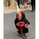 cringe ducky