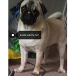 Cuteie puppy