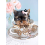 Cute Puppies Friendship