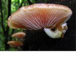 I like mushrooms.