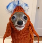 Italian greyhound fan club!!!!