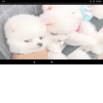 Fluffy and Floof