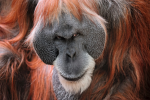 Big Orangutan Games