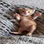 Felines Not Forgotten