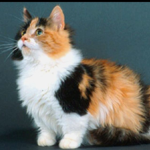 Powpows the great cats