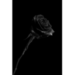 Black Royale Flowers