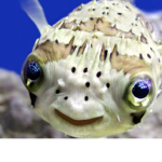 Walk ur fish the right way
