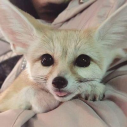 i like fennec foxes :3