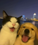 Pets United!!!