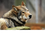 ultimate wolf team