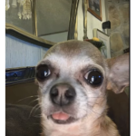 The BEST Chihuahua group