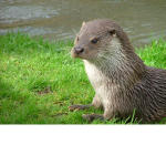 otters home