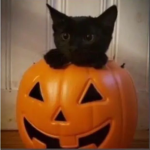 adorbzz !