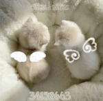 lttle paws