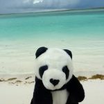 nini luvb pandas