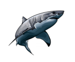 ShySpyShark