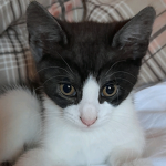 Oreo the Meow