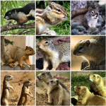 Squirrel _family/Army