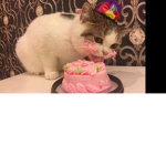 crazy_cakebro group
