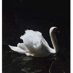 The Darkest Swan