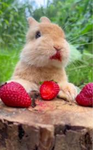 Bunny strawberry crew