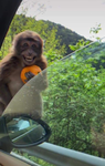 Monkeys Oranges