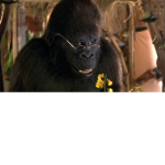 The Cult of Ape