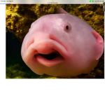 Help blob fish
