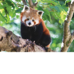 Official Red Panda luv groupppp!!