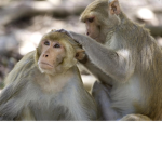 MMMMMMMMonkeyssssssssssssssssss
