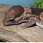 Geck0 Clothes