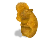 Chicken Chommet Council
