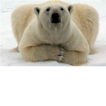 The Alaskan Wildlife